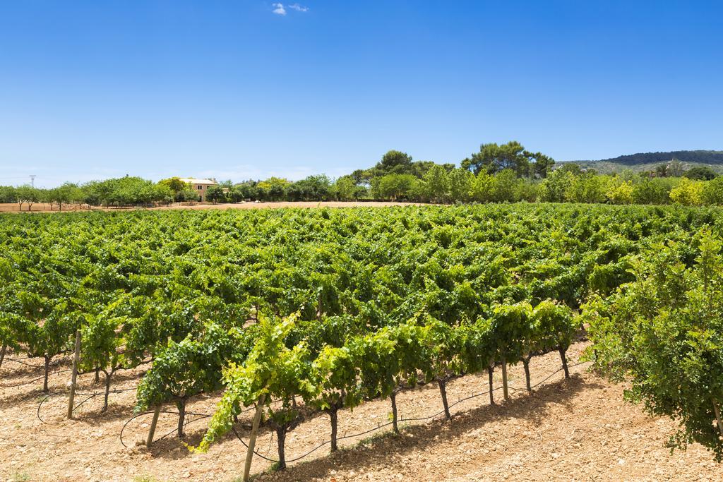 Finca Sa Torre de Santa Eugènia Esterno foto